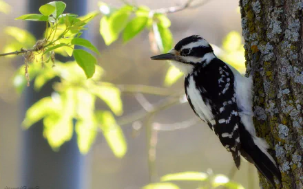 HD desktop wallpaper featuring a woodpecker perched on a tree trunk with green leaves in soft focus in the background, showcasing natural animal and leaf details.