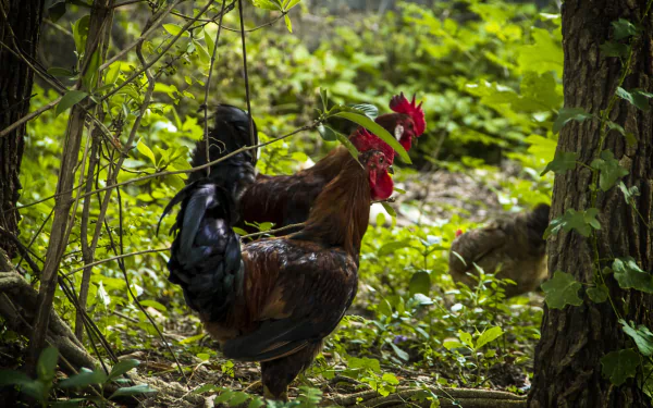 rooster Animal chicken HD Desktop Wallpaper | Background Image