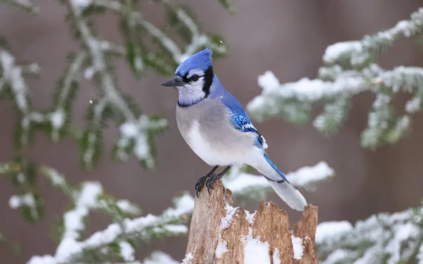 HD desktop wallpaper featuring a vibrant blue jay perched on a snowy tree stump, surrounded by frosted branches in a winter woodland setting.