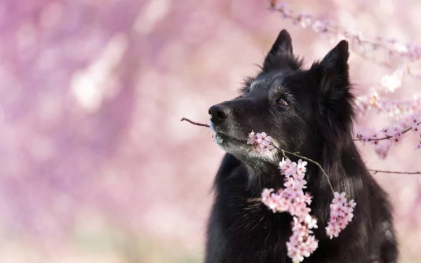 depth of field dog Animal belgian shepherd HD Desktop Wallpaper | Background Image