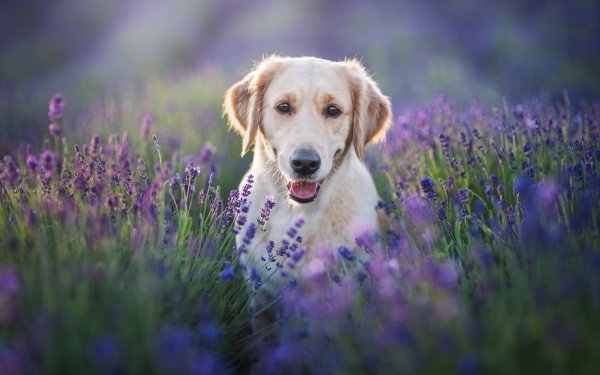 Animal Labrador Retriever Dogs Dog Lavender HD Wallpaper | Background Image