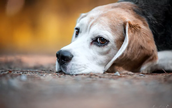 dog Animal beagle HD Desktop Wallpaper | Background Image