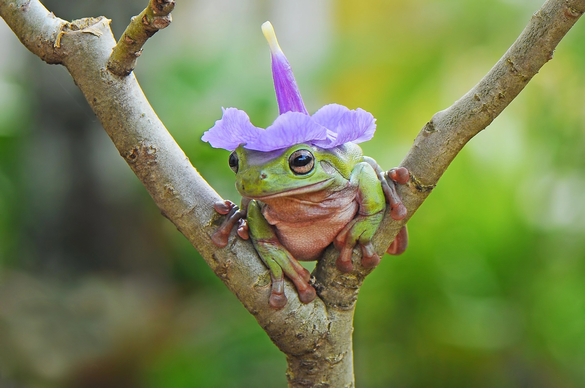 Tree Frog HD Wallpapers and Backgrounds. 