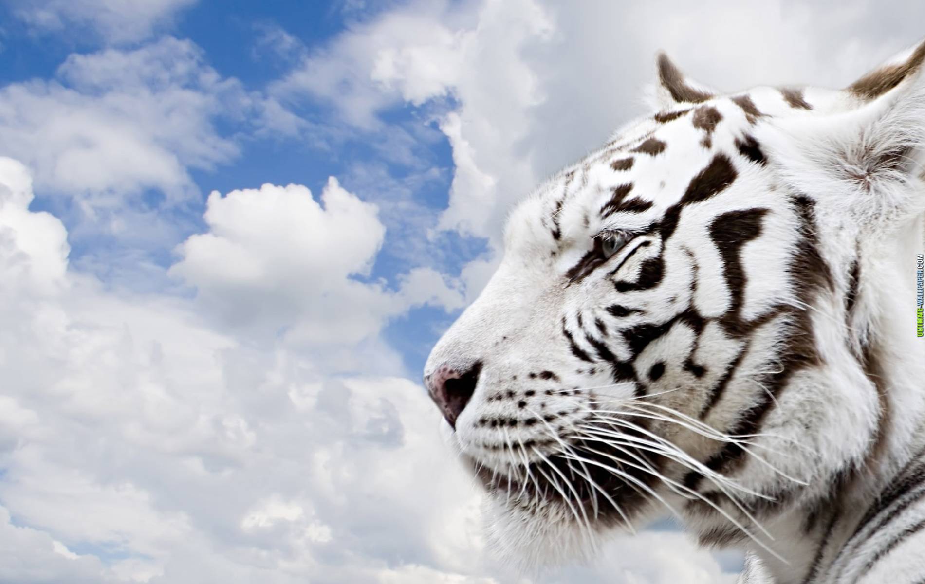 White tiger in the wild, showcasing its majestic and stunning beauty.