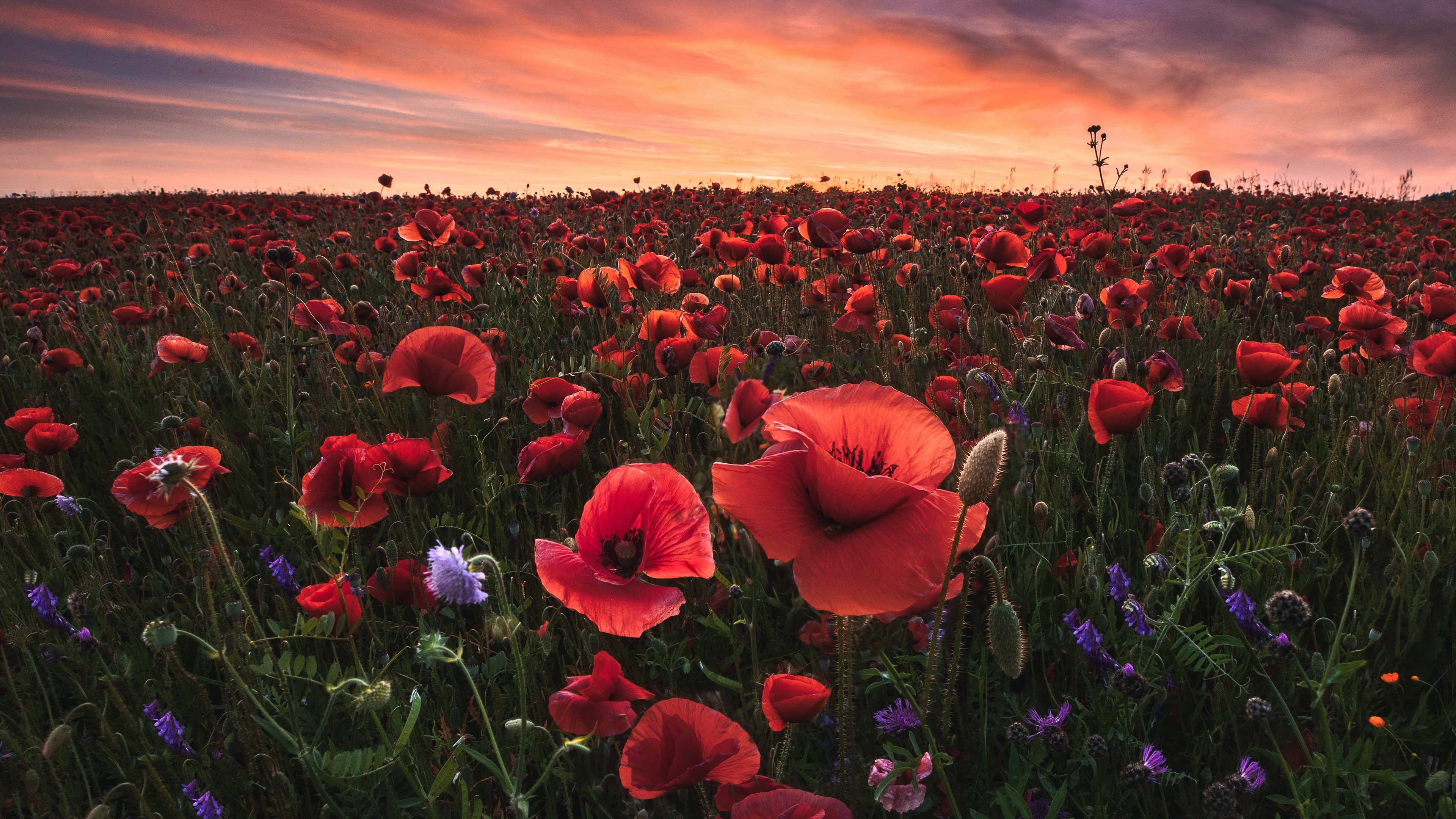 Premium Photo | Captivating field of wild poppy flowers wallpaper for the  phone