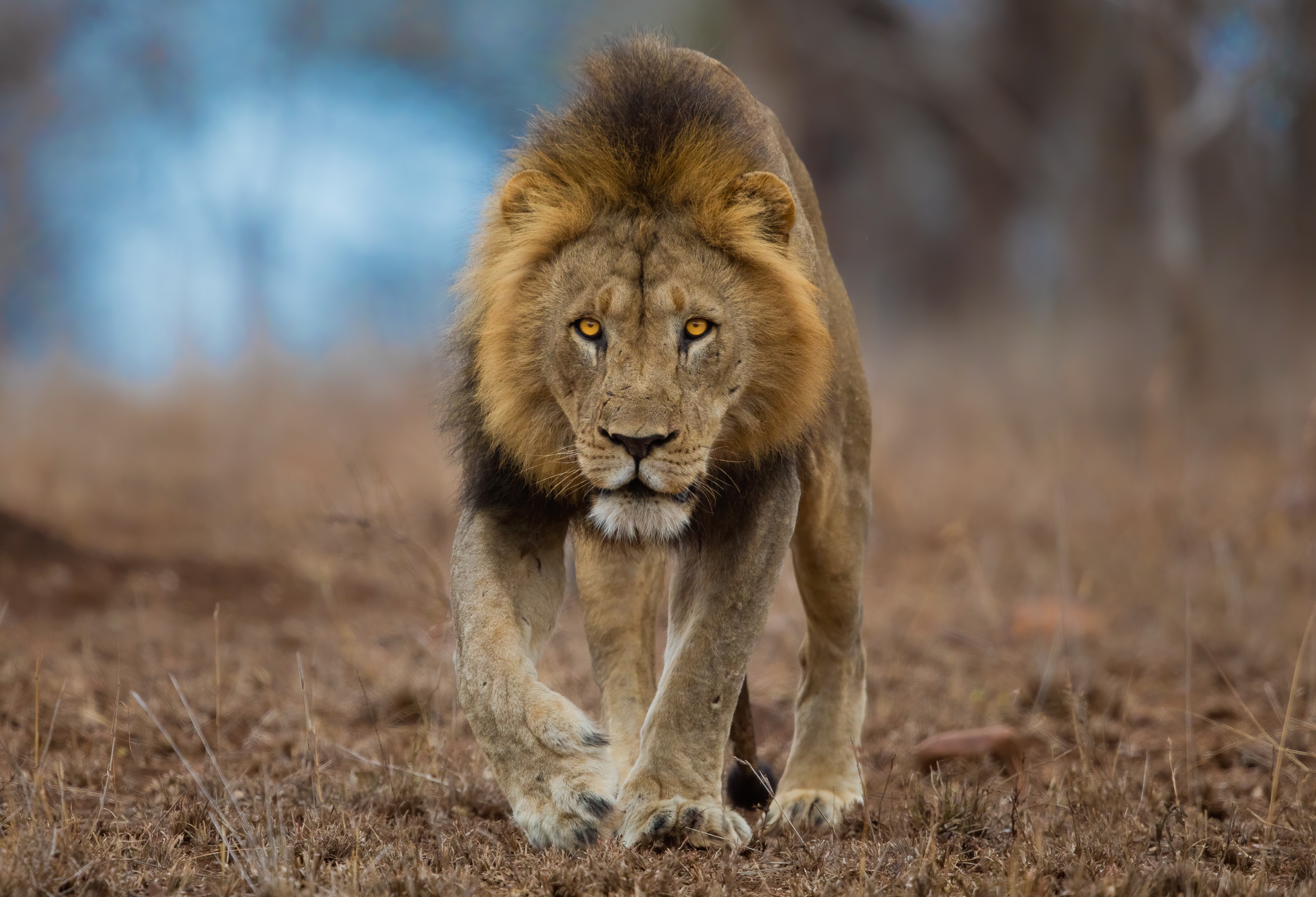 Download Animal Lion HD Wallpaper