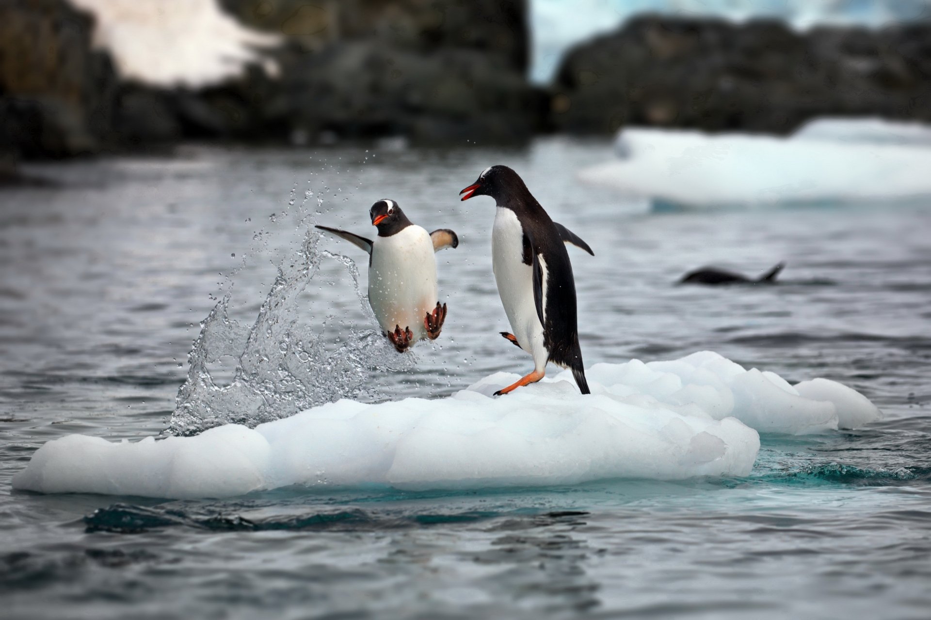 Download Animal Penguin HD Wallpaper by Alexander Perov