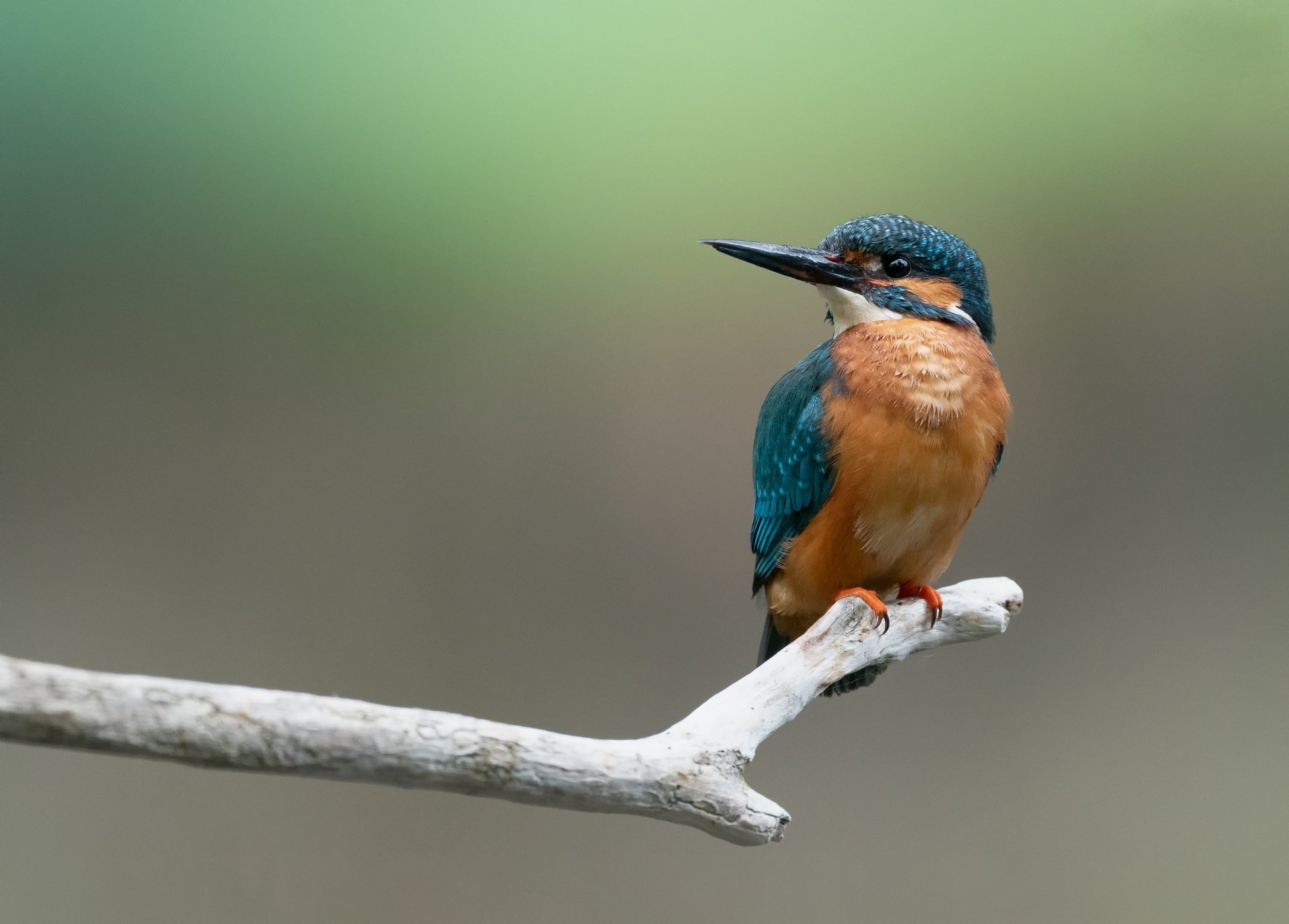 Download Common Kingfisher Bird Animal Kingfisher HD Wallpaper