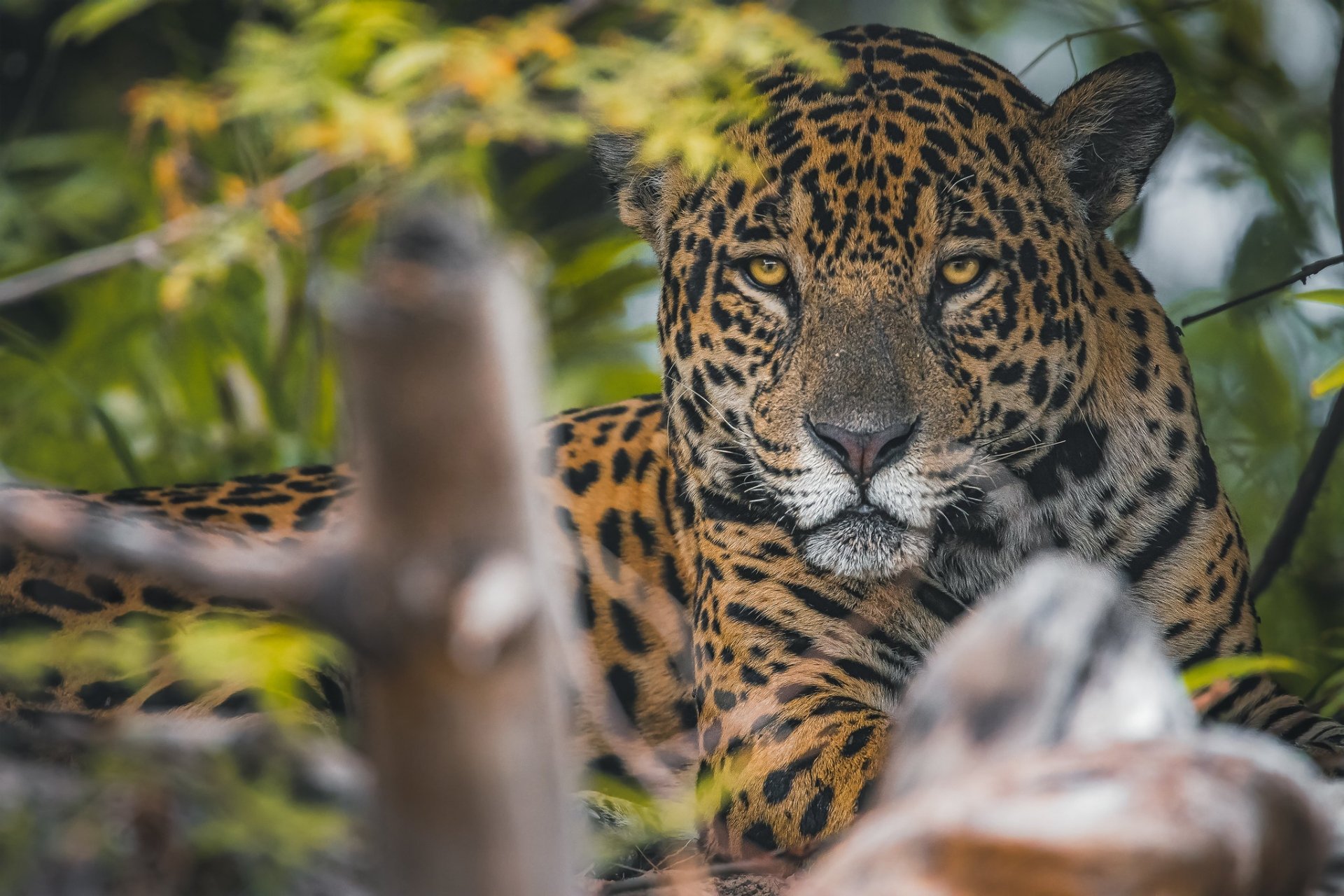 Animal Jaguar Hd Wallpaper