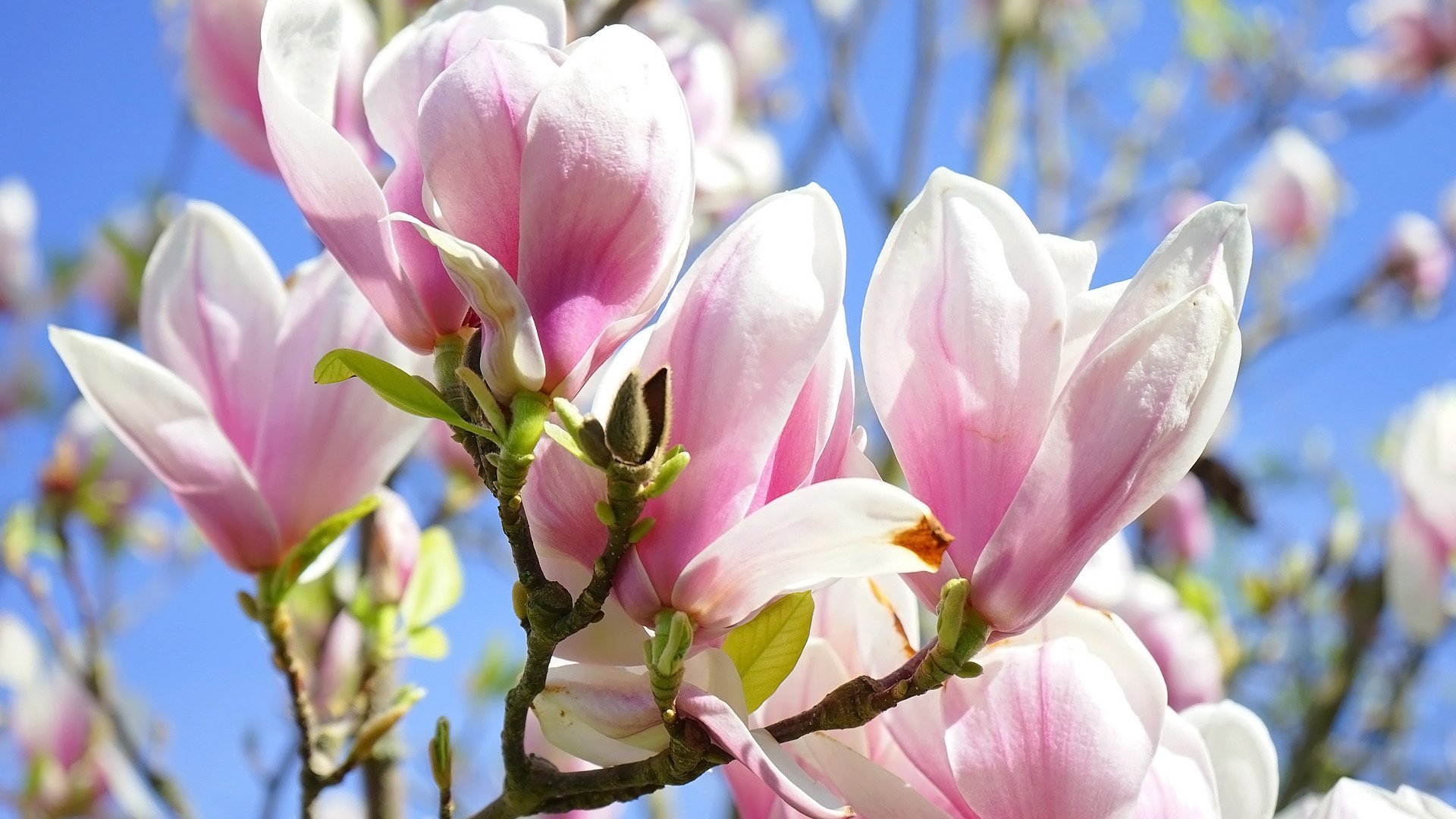 Download Nature Magnolia HD Wallpaper