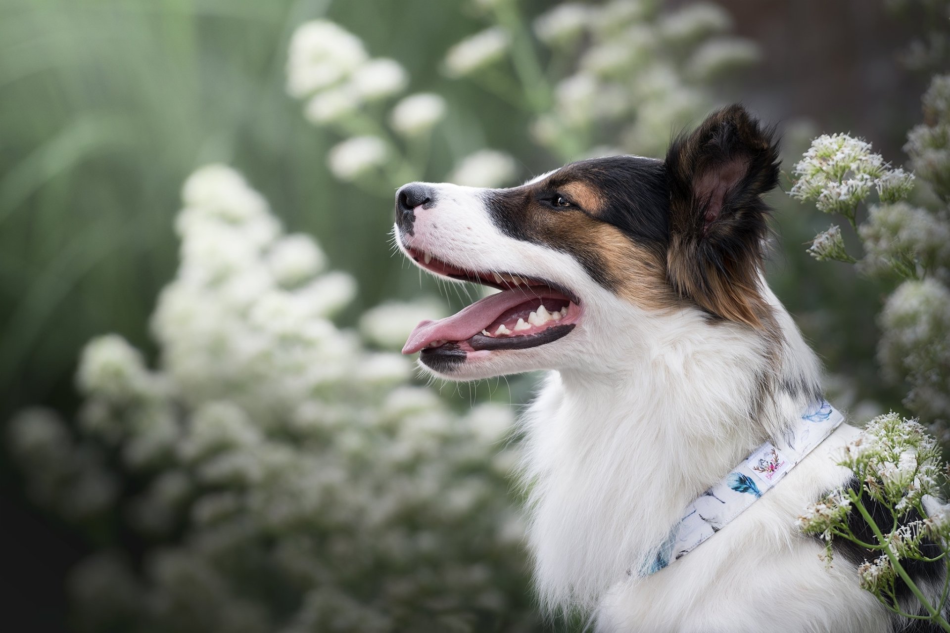 Download Animal Dog HD Wallpaper | 2048x1365 | Wallpaper Abyss