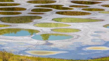 Canada nature Spotted Lake HD Desktop Wallpaper | Background Image