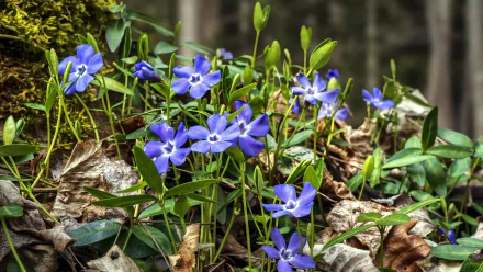 blue flower nature flower HD Desktop Wallpaper | Background Image