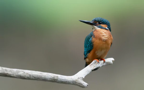 common kingfisher bird Animal kingfisher HD Desktop Wallpaper | Background Image