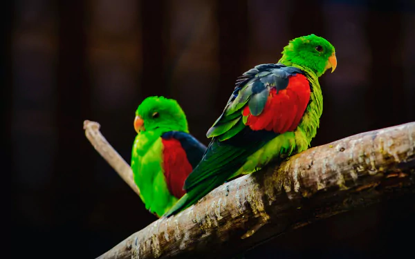 bird Animal parrot HD Desktop Wallpaper | Background Image