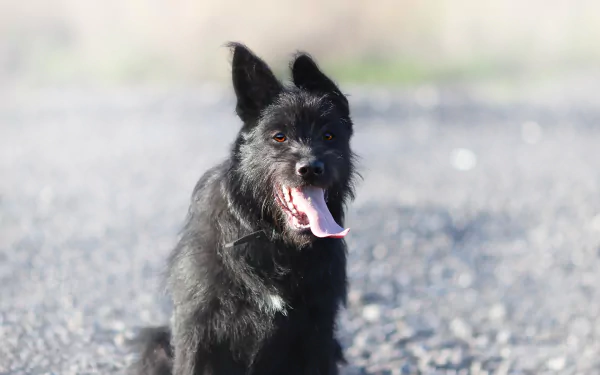 Animal dog Black Dog HD Desktop Wallpaper | Background Image