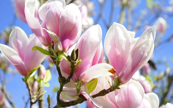nature magnolia HD Desktop Wallpaper | Background Image