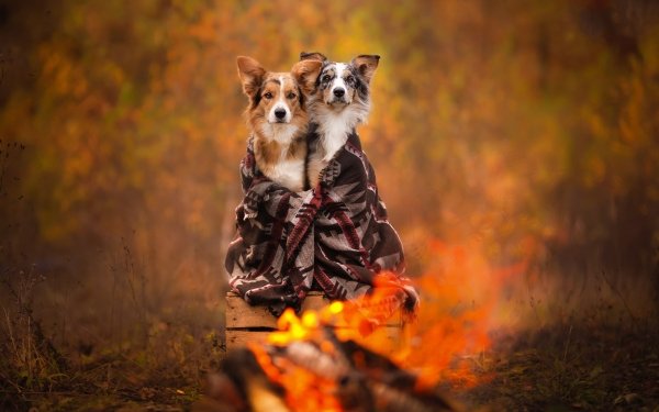 Animal Dog Dogs Friend Bonfire HD Wallpaper | Background Image