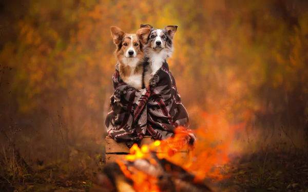 bonfire friend Animal dog HD Desktop Wallpaper | Background Image