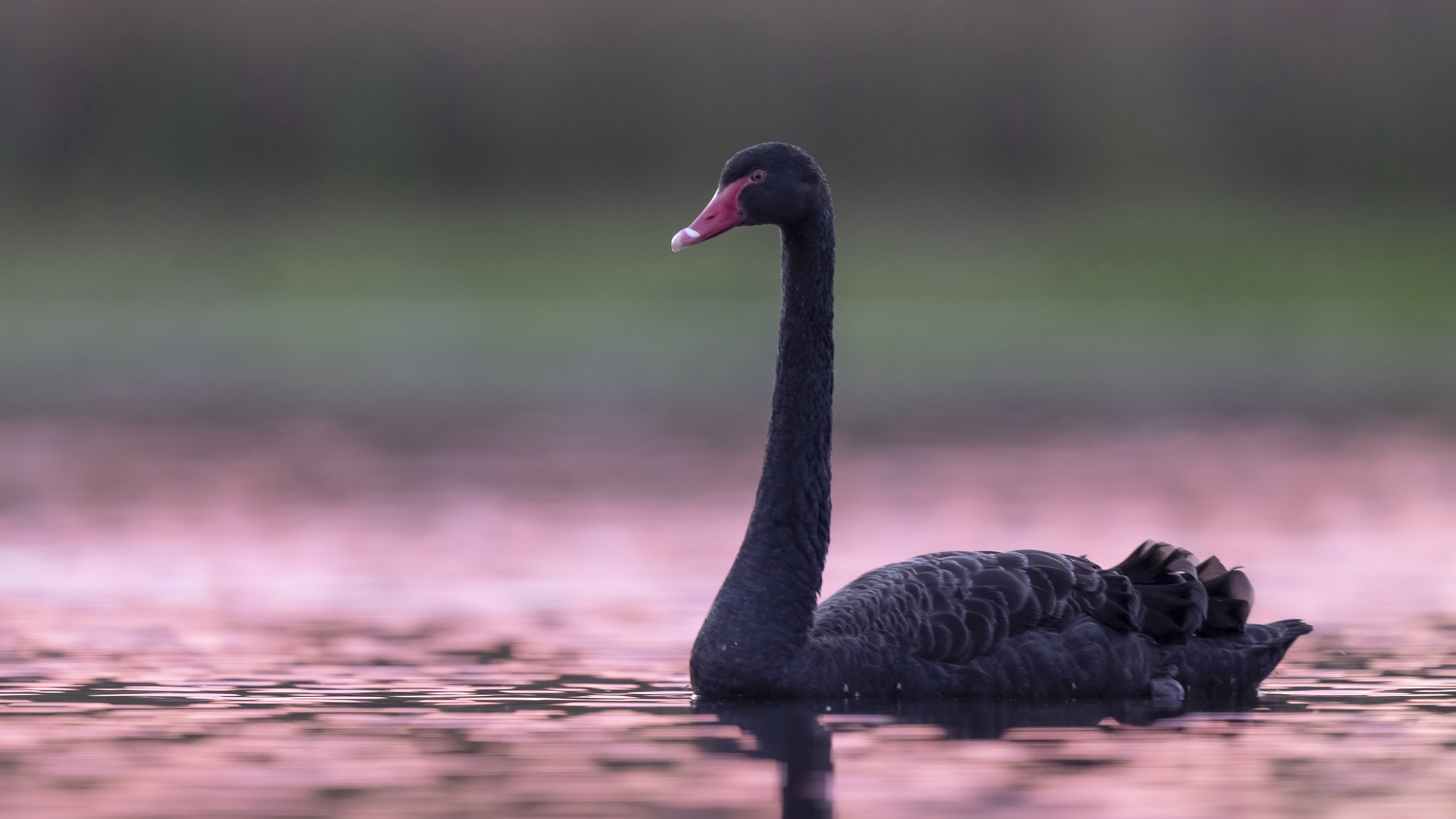 Black Swan 4k Ultra HD Wallpaper