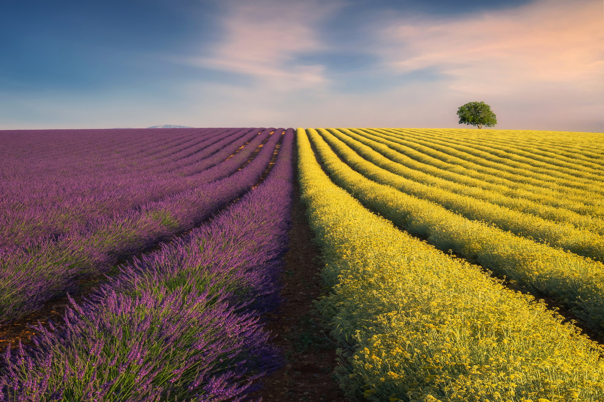 Earth Field HD Wallpaper | Background Image