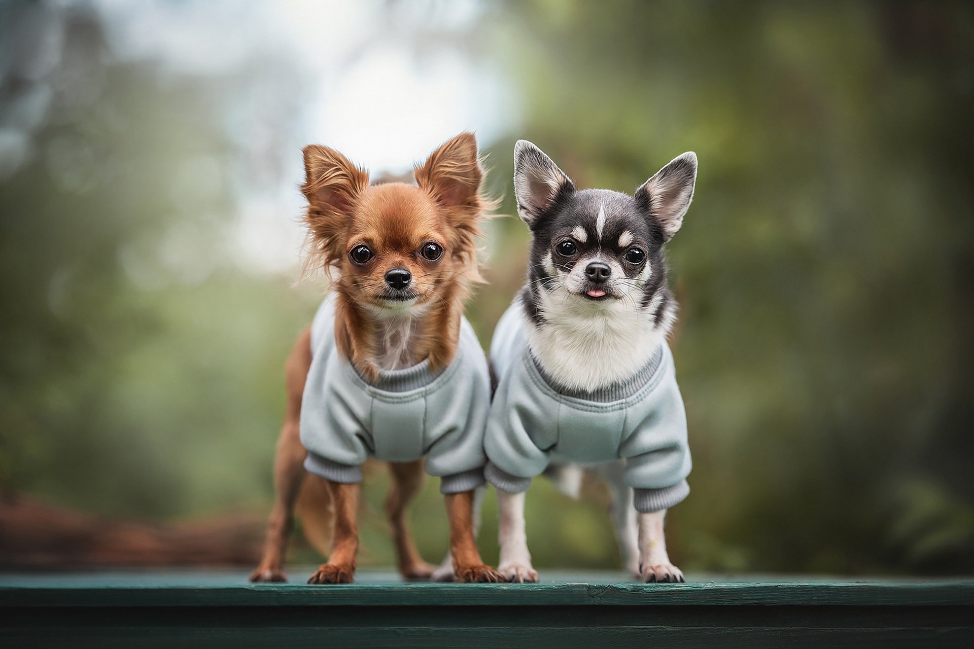 Animal Chihuahua HD Wallpaper by Lyudmila Bogush