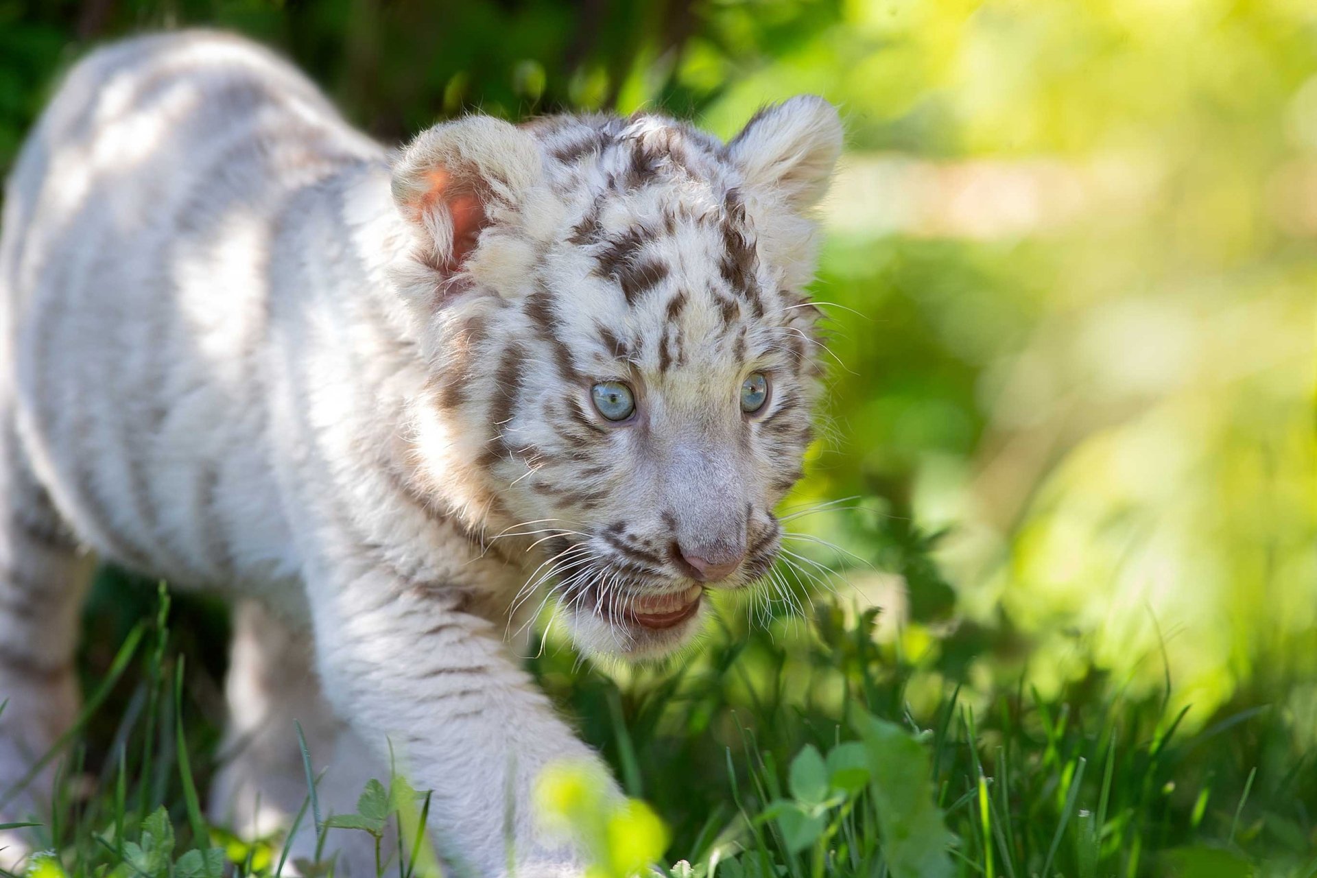 Download Animal White Tiger HD Wallpaper by Svetlana Pisareva