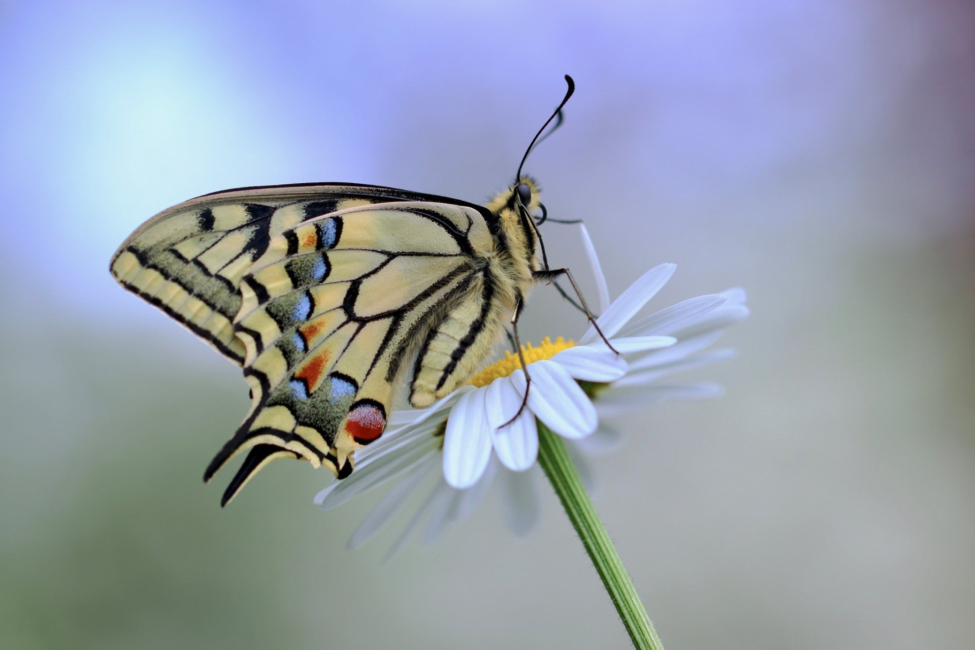 Download Butterfly Animal Swallowtail Butterfly HD Wallpaper