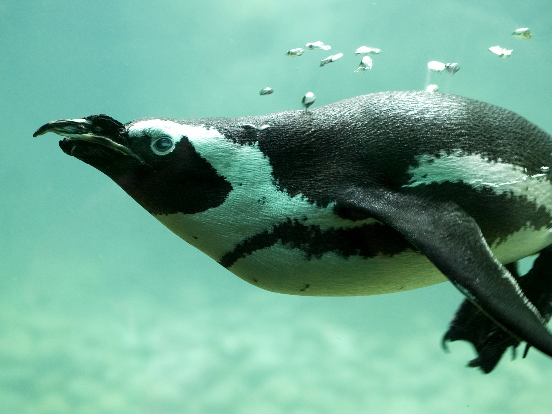 Download Bird Animal Penguin HD Wallpaper