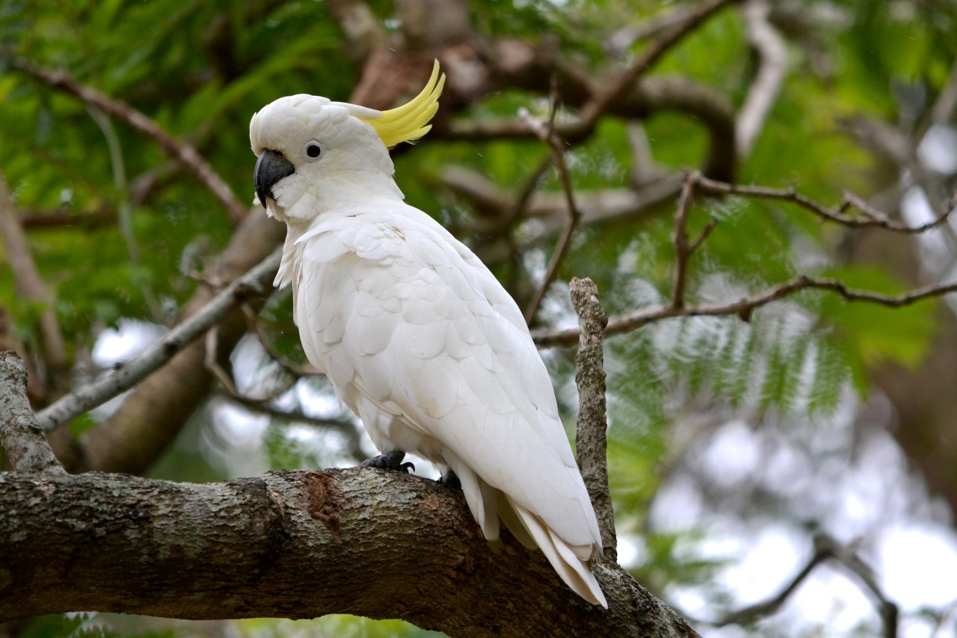 Download Bird Animal Sulphur-crested Cockatoo 4k Ultra HD Wallpaper by Terra Roro