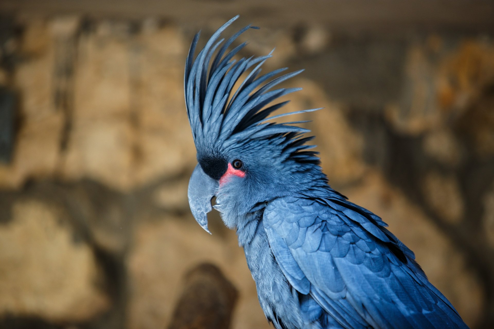 Close-up of a blue Palm cockatoo bird with raised crest and red facial patch, captured as a 5K Ultra HD PC desktop wallpaper background.