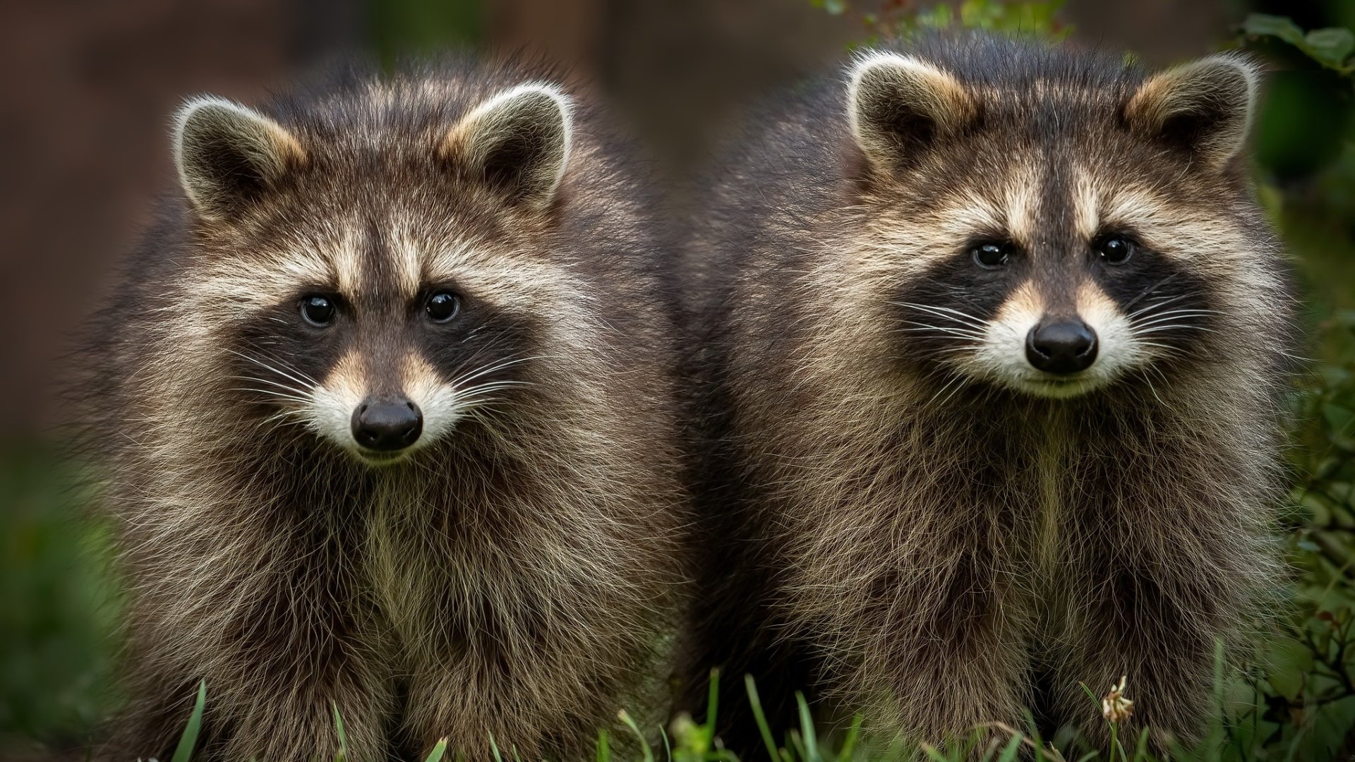 Download Animal Raccoon HD Wallpaper | 2048x1152 | Wallpaper Abyss