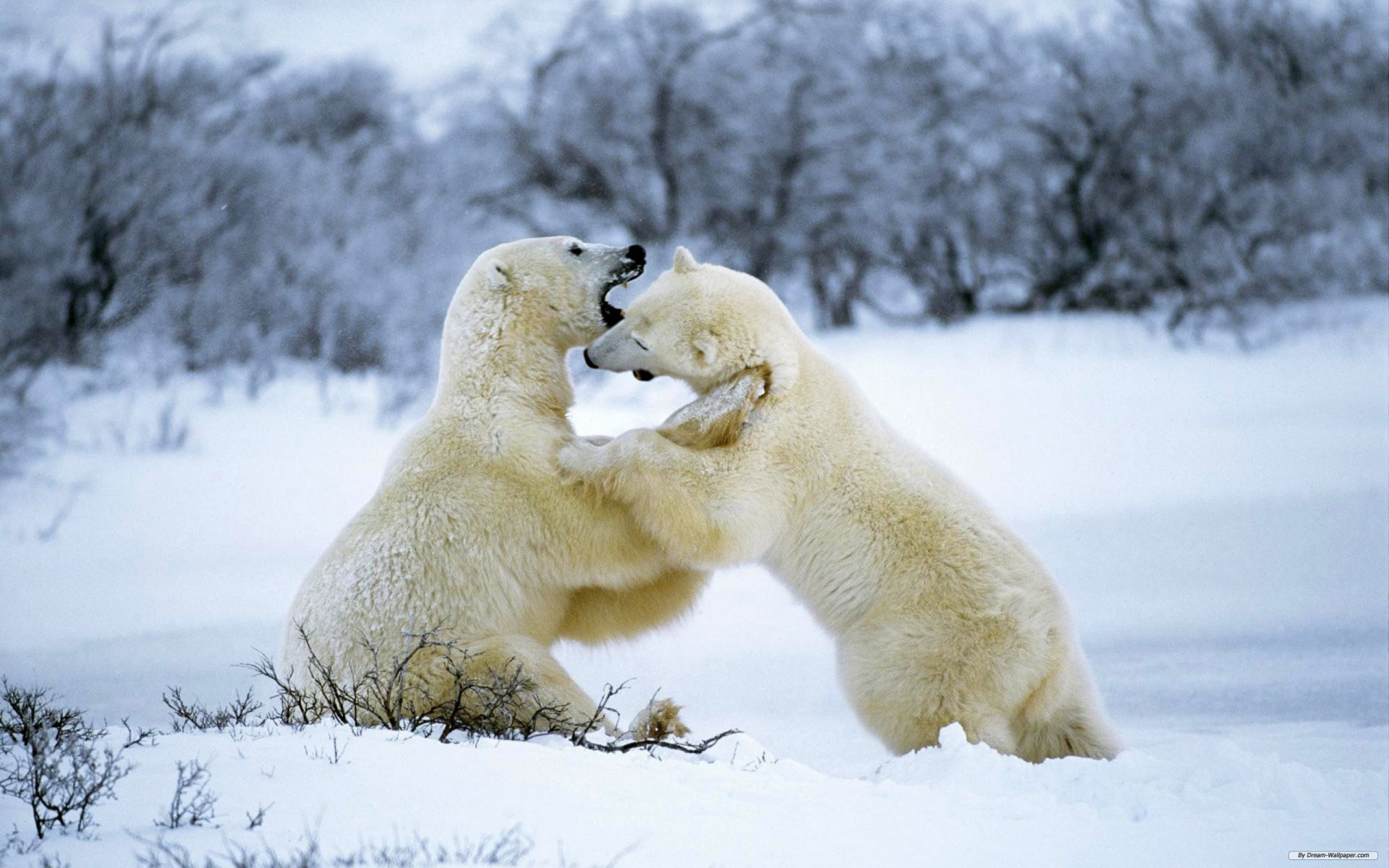 Download Animal Polar Bear  HD Wallpaper