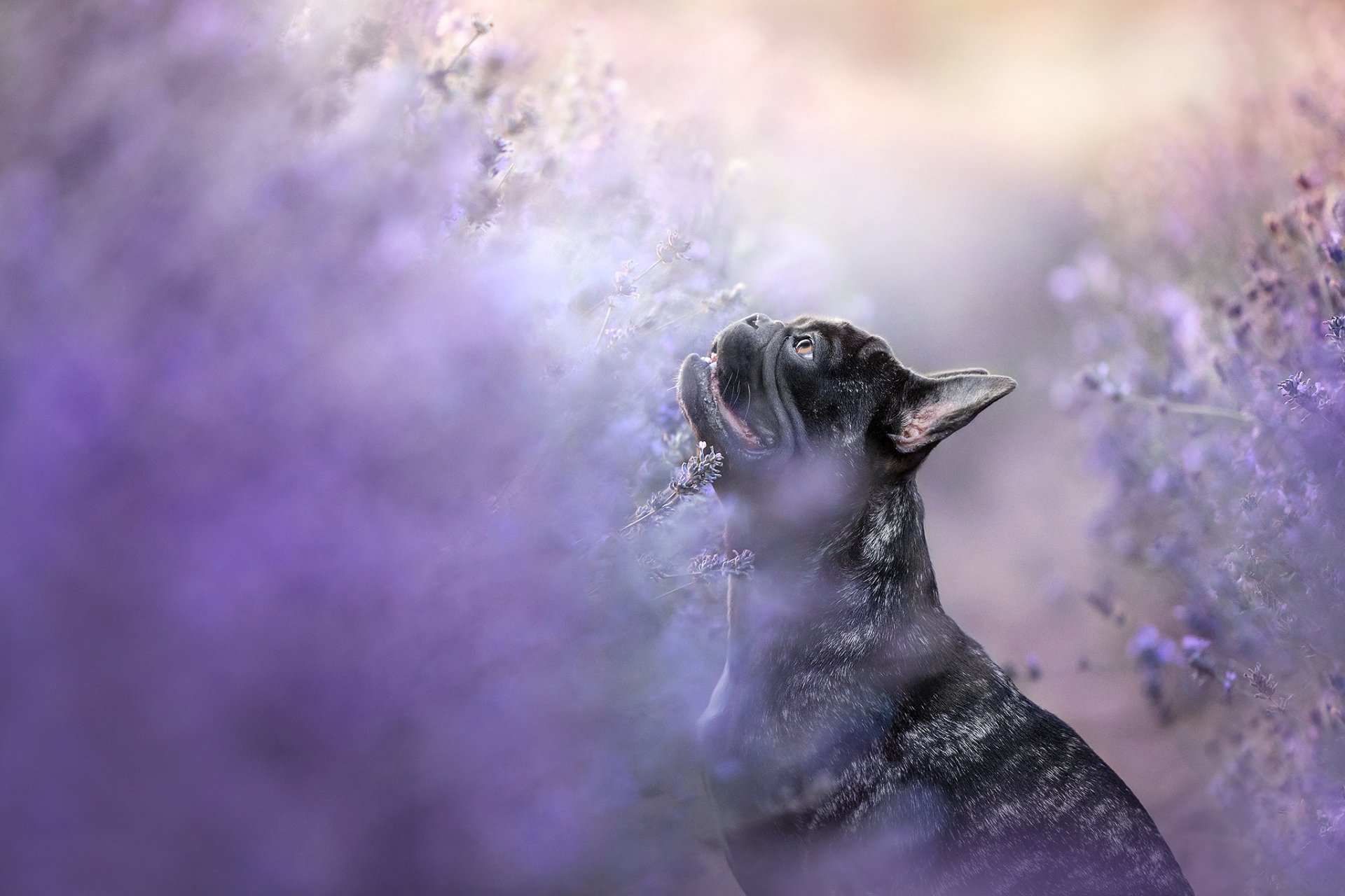 Download Animal French Bulldog HD Wallpaper | 2048x1365 | Wallpaper Abyss