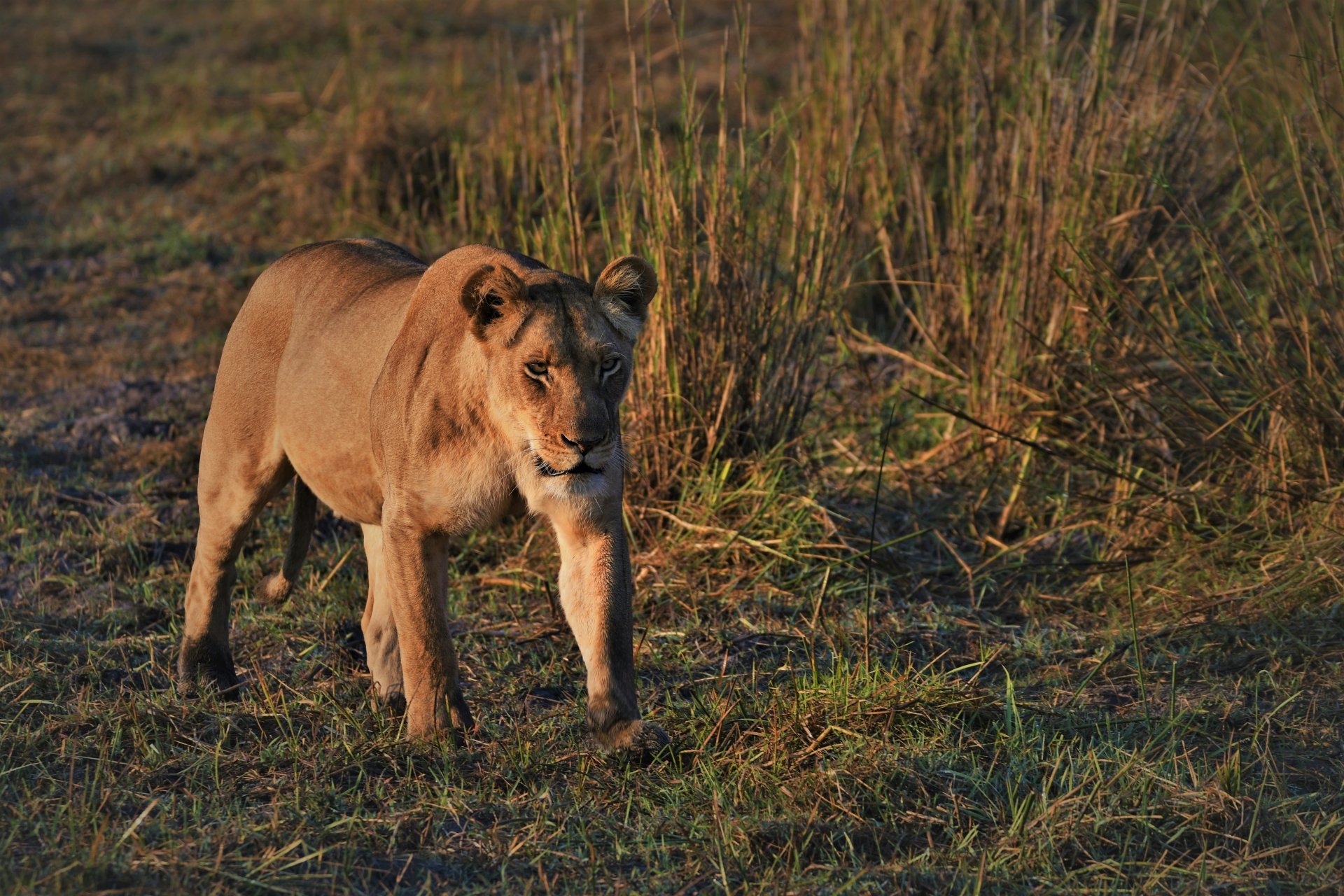 Видео дикая львица. Дикая львица. Хищник обои на рабочий стол. Лев 420. Lioness Walking.