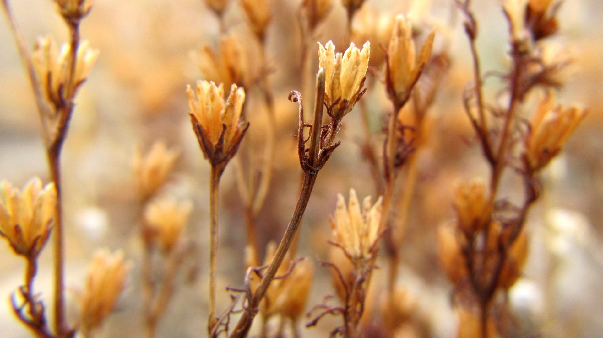 Download Nature Flower HD Wallpaper