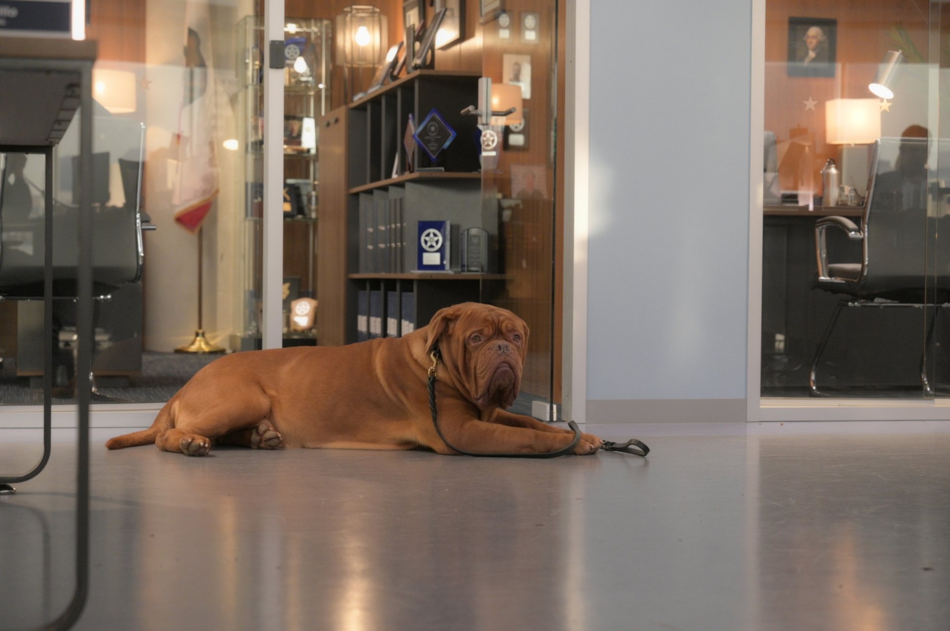 Download TV Show Turner & Hooch HD Wallpaper