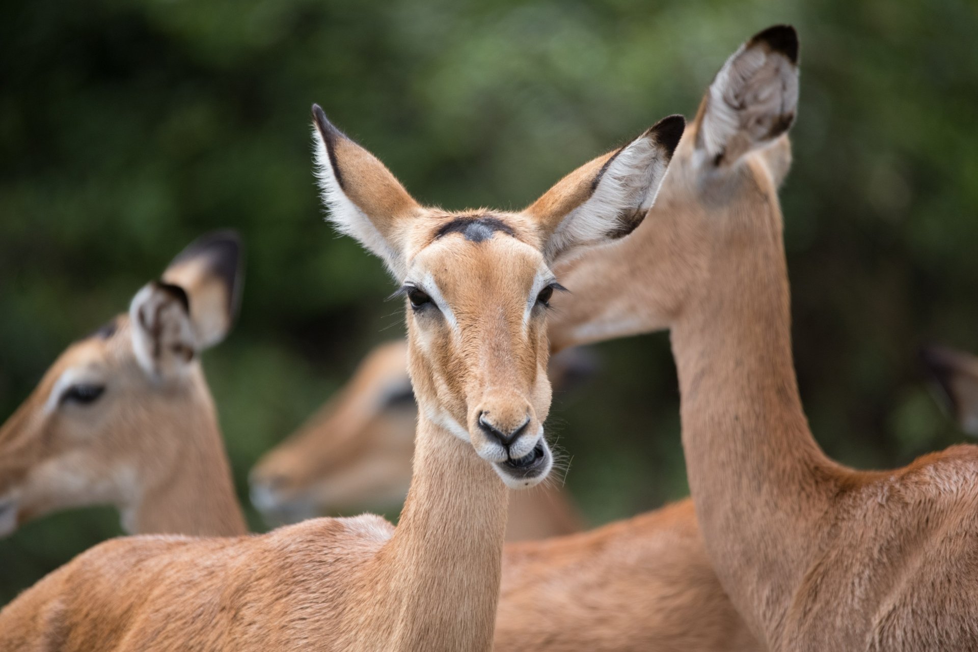 Download Animal Impala 4k Ultra HD Wallpaper by Holger Bartholomä