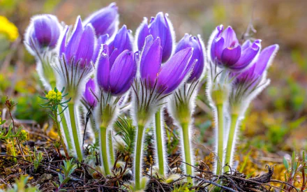 purple flower nature anemone HD Desktop Wallpaper | Background Image