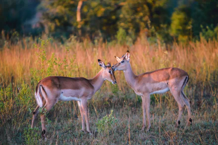 Animal Impala HD Desktop Wallpaper | Background Image