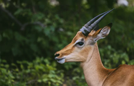 Animal Impala HD Desktop Wallpaper | Background Image