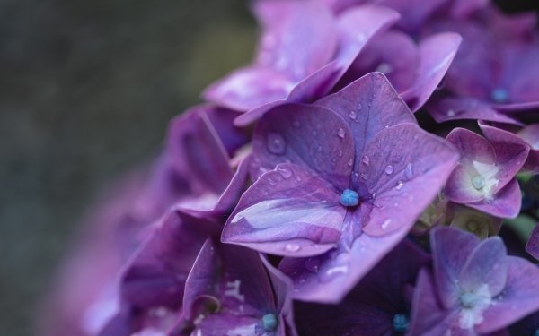Earth Hydrangea Flowers Purple Flower HD Wallpaper | Background Image