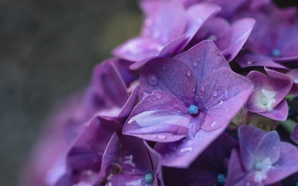 Close-up of a purple hydrangea with water droplets — vivid nature detail, 4K Ultra HD PC desktop wallpaper and background.