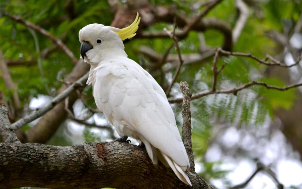  Sulphur-crested cockatoo (cacatua galerita) by Terra Roro