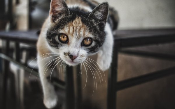 Animal Cat Cats HD Wallpaper | Background Image