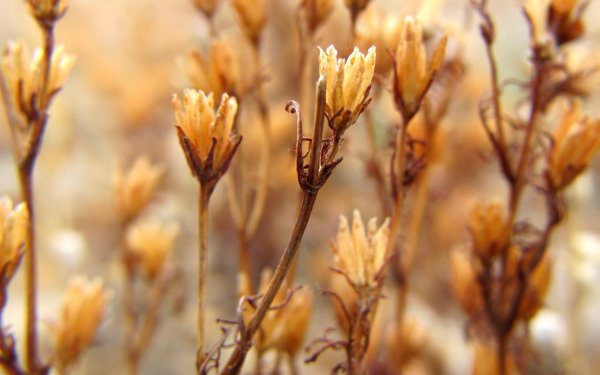 Earth Flower Flowers HD Wallpaper | Background Image
