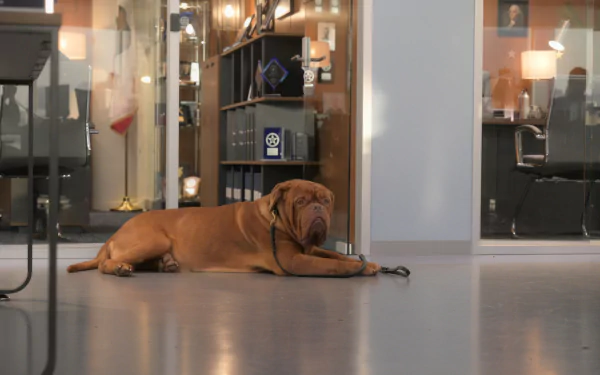 TV Show Turner & Hooch HD Desktop Wallpaper | Background Image