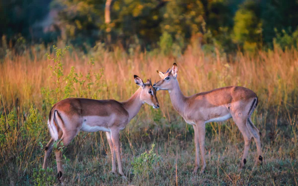 Animal Impala HD Desktop Wallpaper | Background Image