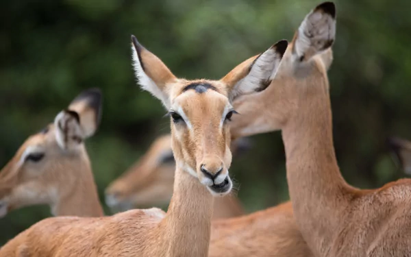 Animal Impala HD Desktop Wallpaper | Background Image