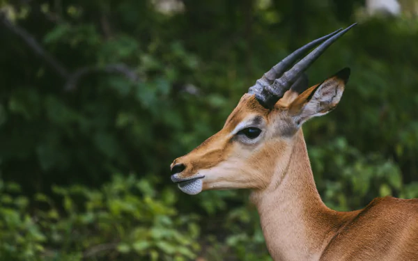 Animal Impala HD Desktop Wallpaper | Background Image